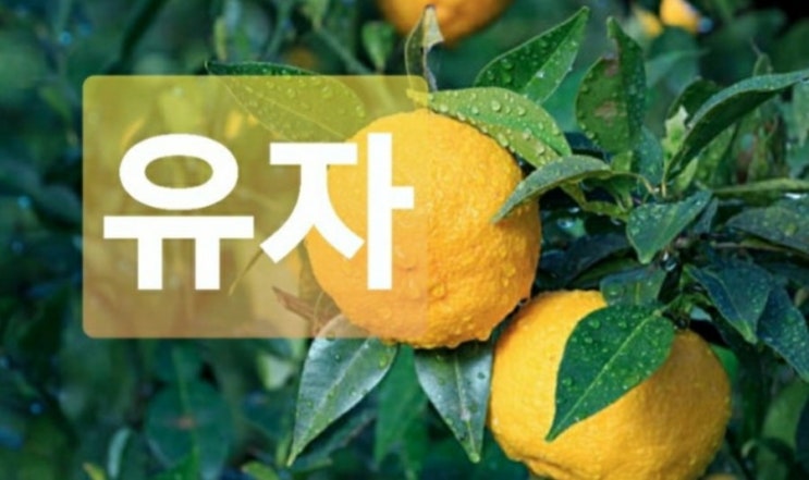 유자차 효능 영양성분 알아볼까? : 네이버 블로그