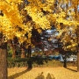 우리의사계절_가을 : 대전 국립현충원 은행나무, 메타세콰이어길 단풍