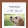 김포동물병원 강아지도 다래끼가? 예방법을 알아보자!