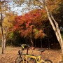 자전거를 타고 도심의 가을단풍속에 빠져보자.(feat; 시티라이더)