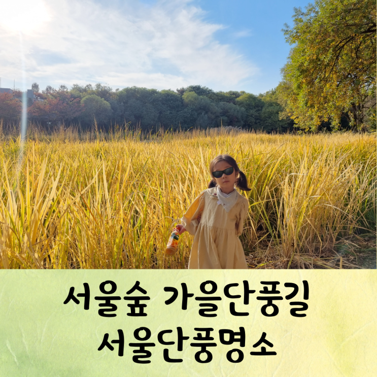 서울단풍명소 서울숲 바람의언덕 사슴 나비곤충관 놀이터 주차팁 : 네이버 블로그