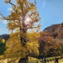 가을 단풍 명소 용문사 은행나무(용문산 관광단지)