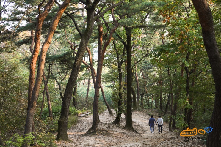 서울 가볼 만한 곳, 조선왕릉 '태강릉 숲길' 11월 말까지 임시개방 : 네이버 블로그