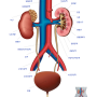 간호조무사 비뇨기관(비뇨 계통) 의학용어 및 기능