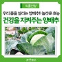 우리 몸을 살리는 양배추 효능과 양배추 오래 보관하는 방법