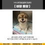 강아지 비장 종양 수술 :: 24시센트럴동물메디컬센터