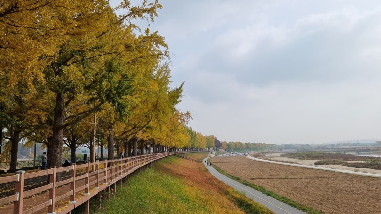 아산 은행나무길(충남아산), 가을이 오는 모습을 눈으로 볼 수 있는곳, 아산 은행나무길은 벌써부터 완연한 가을빛으로 손님 맞이 ...