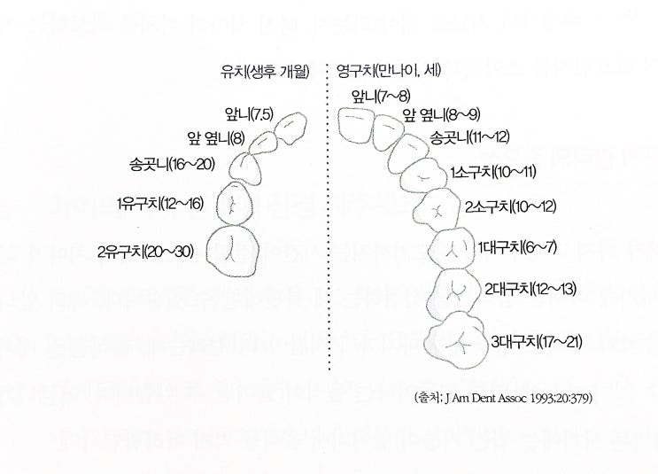 영구치 나는 순서 시기, 아기충치, 유아충치 : 네이버 블로그