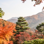 아기랑 곤지암 화담숲 모노레일 없이 함께 걸어가요 (10月29日)