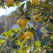 [오대산 사과창고 농사일지] 사과나무 월동 준비 / 마, 땅콩 수확하기 / 홍천 은행나무숲 축제