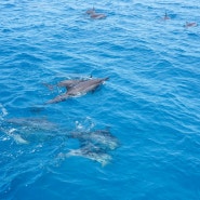 괌 돌핀크루즈에서 거북이, 돌고래, 날치 다 봤음!!