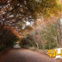 천안 독립기념관 단풍나무숲길
