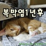 고양이 코로나 복막염 1년후 울땅콩이 모습~