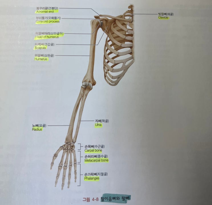 해부학] 팔이음뼈와 팔뼈, 어깨뼈, 빗장뼈, 위팔뼈, 노뼈, 자뼈, 손목뼈, 손허리뼈, 손가락뼈 사진 : 네이버 블로그