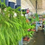 식물쇼핑, 일산 더그린가든센터 식물마켓 방문