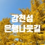 서울 근교 가을단풍 명소 은행나무길 강천섬