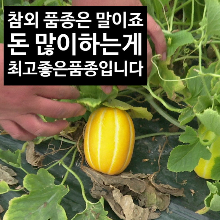성주 참외 재배지에는 미리내꿀이 최고지! 참외 추천품종 : 네이버 블로그