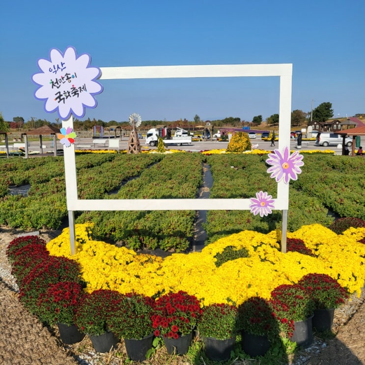 익산천만송이 국화축제 from.용안생태습지공원