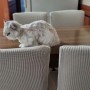 고양이 스크래쳐가 된 식탁 의자 등받이 커버 셀프 교체했어요(내돈내산)