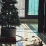 주간일기 챌린지(블챌) 2회차 - 만삭사진 촬영 / 고양이와 함께 한 소소한 하루들