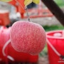맛있는 사과 직거래 농장 청송만나사과
