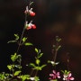 22년 마지막 꽃 즐기기 - 나비바늘꽃 & 핫립 세이지