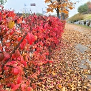 가을길의 평행선