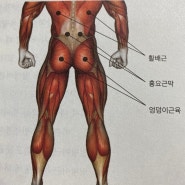 진해 피티 진해 pt 엉덩이 근육의 중요성(허리, 무릎 통증)