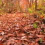 詩풍경/ 가을여행자의 산책길... "단풍이 예술"