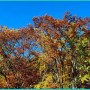 남한산성 가을단풍 물들기 시작, 10.17. 은행나무,느티나무,청명가을, 황금빛 단풍잎