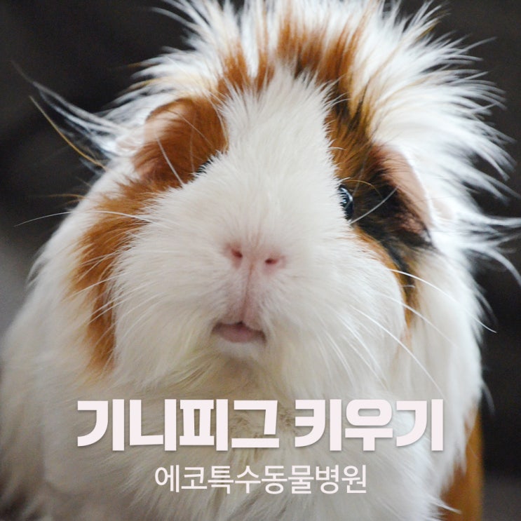 기니피그 수명 대로 오래오래 기니피그키우기 - 기니피그종양 편 : 네이버 블로그