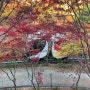 [화담숲] 가을 단풍 구경