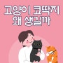 고양이 코딱지 왜 생길까 그리고 효과적인 관리방법도 알자