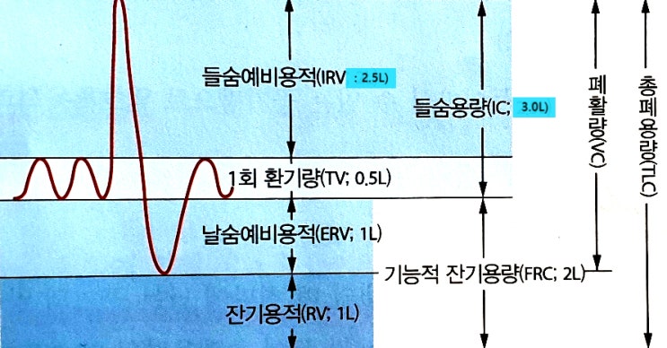 [폐 용적/용량] : 일호흡용적(TV), 예비들숨량(IRV), 예비날숨량(ERV), 잔기용적(RV), 폐활량(VC), 들숨용량 ...
