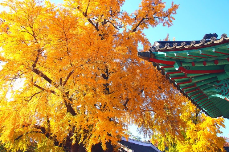 서울 문묘와 성균관 은행나무 (서울 가을에 가볼만한곳)