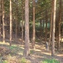 고창군 편백나무 숲