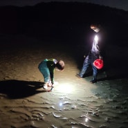 태안 진산리 갯벌체험, 처음 해보는 야간 해루질!