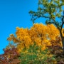 가을의 완성, 성균관대 명륜당 은행나무