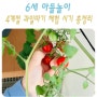 딸기따기 사과 블루베리 과일 체험 시기 총정리 feat. 방울토마토따기 체험