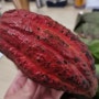 [베트남 과일] 짜이까까오trai ca cao -베트남 카카오열매-