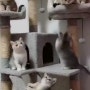 [특이한노래, 미노이노래, 고양이 노래] 미노이 - 우리집 고양이 츄르를 좋아해 가사/듣기