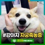 강아지 식욕부진 강아지 자궁축농증 수술 인천 동물병원 후기
