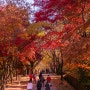 서울대 관악수목원 단풍사진 이쁘게 나오는곳