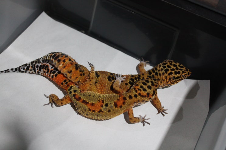 [River gecko] 23시즌 다크만다린 Start : 네이버 블로그