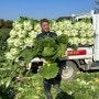해남 90일 절인 절임배추 판매하는곳 해돋이농장 좋은 배추 고르는법