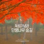 [천안] 독립기념관 단풍나무숲길 / 2022.11