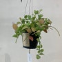 디시디아 애플, 키우기 쉬운 초보자 행잉 식물로 안성맞춤!! (키우는법, 물주기, 월동, 온도)