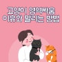 고양이 영역싸움 이유와 말리는 방법 알아봐요.