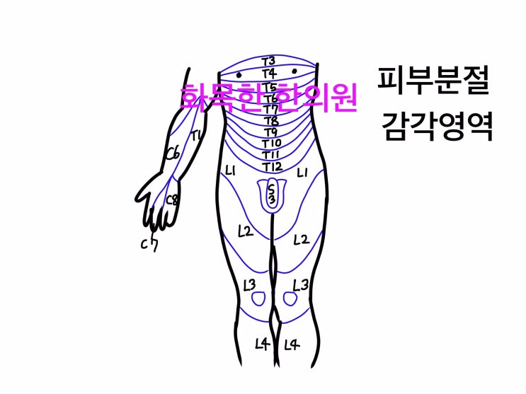 요추1번 요추2번 신경학적레벨 장요근 {화목한한의원//대전유성구한의원] : 네이버 블로그