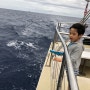 하와이 여행 겨울시즌 혹등고래 구경, 웨일 와칭(Whale Watching) 추천해요